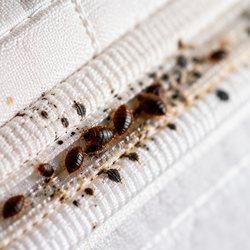 Live bed bugs and dark spotting along the piped seam of a mattress