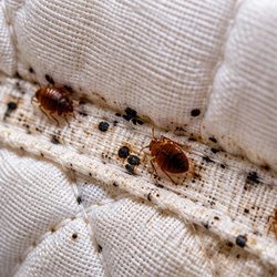 Several bed bugs and black spotting along a quilted mattress seam