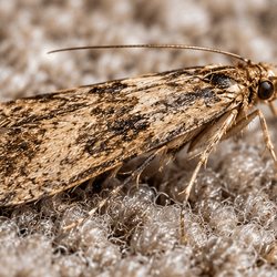 Mottled brown and cream moth resting on cream loop-pile carpet