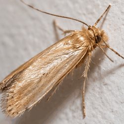 Plain straw-coloured moth with folded wings on a white painted wall