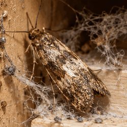 Mottled moth on bare timber among fine silk webbing and debris