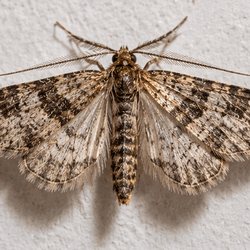 Moth with its wings spread flat against a white wall, showing banded markings