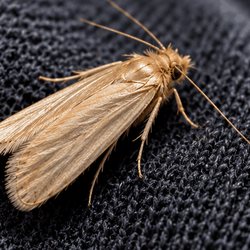 Plain straw-coloured moth on dark knitted wool