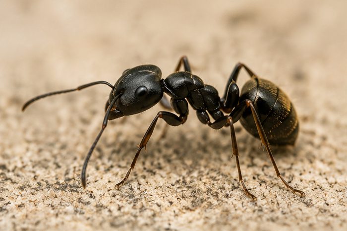 Ant Control in Berkshire by Pest Services Berkshire