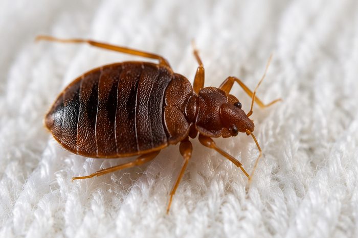 Bed Bug Treatments in Berkshire by Pest Services Berkshire