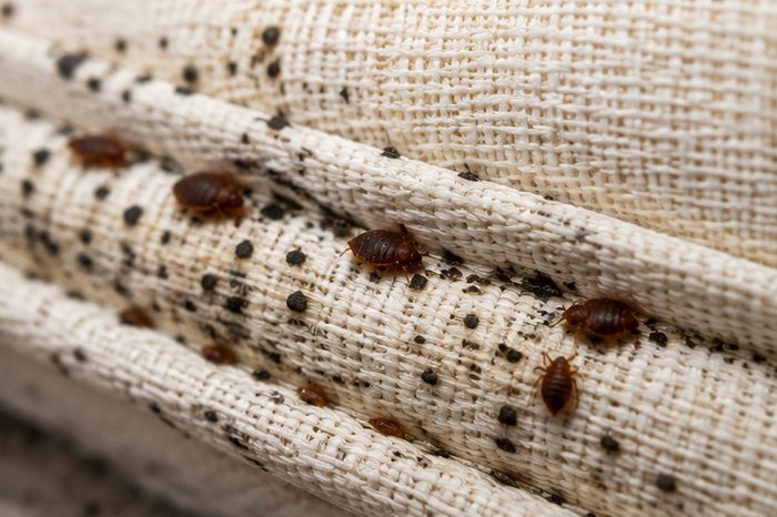 Bed Bug Treatments in Berkshire by Pest Services Berkshire