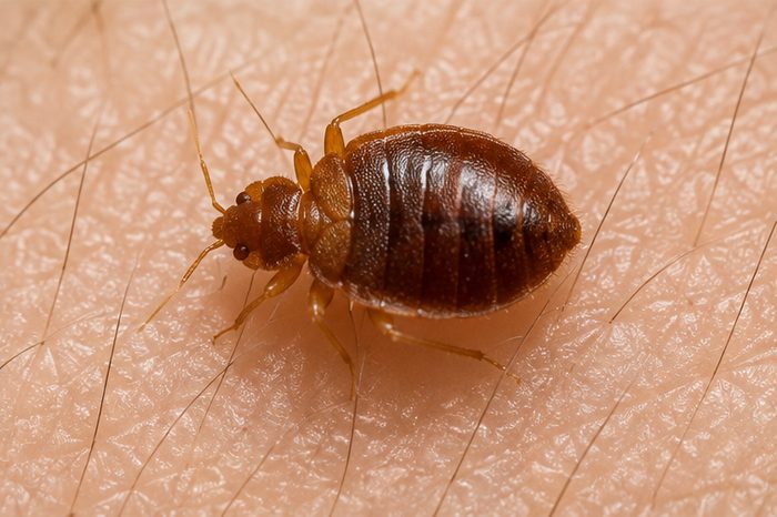 Bed Bug Treatments in Berkshire by Pest Services Berkshire