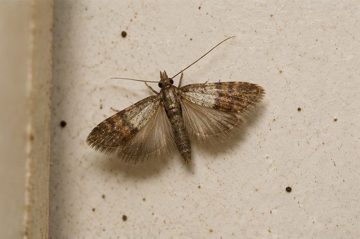 Carpet Moth Control in Berkshire by Pest Services Berkshire