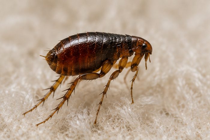 Flea Treatments in Berkshire by Pest Services Berkshire