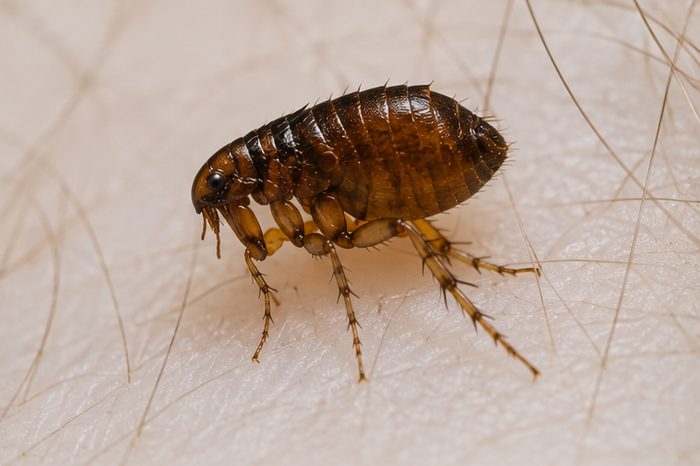 Flea Treatments in Berkshire by Pest Services Berkshire