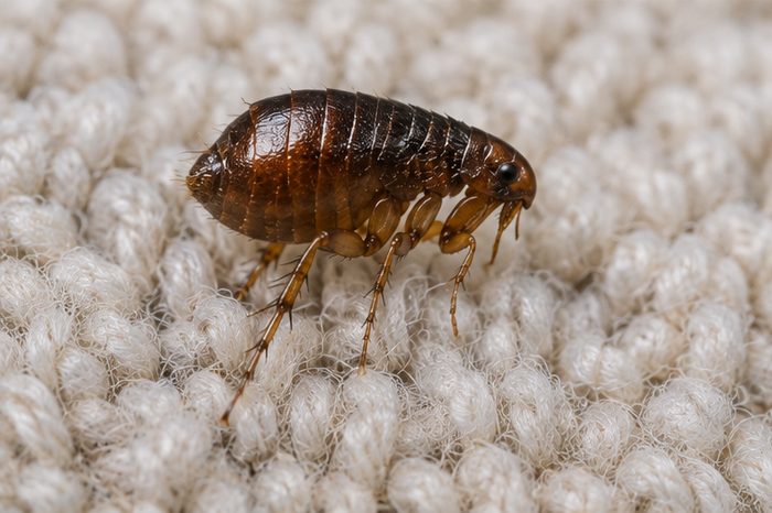 Flea Treatments in Berkshire by Pest Services Berkshire