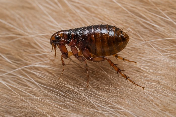 Flea Treatments in Berkshire by Pest Services Berkshire