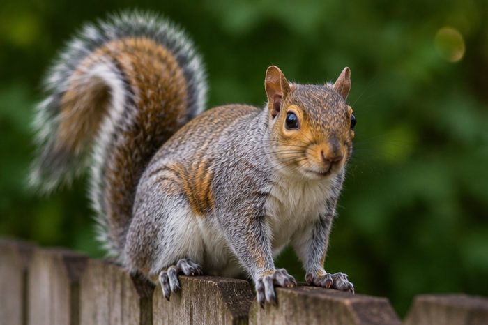 Squirrel Control in Berkshire by Pest Services Berkshire