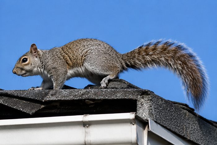 Squirrel Control in Berkshire by Pest Services Berkshire