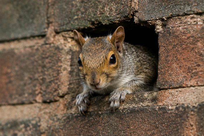 Squirrel Control in Berkshire by Pest Services Berkshire