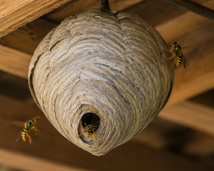 Wasp Nest Removal in Berkshire by Pest Services Berkshire