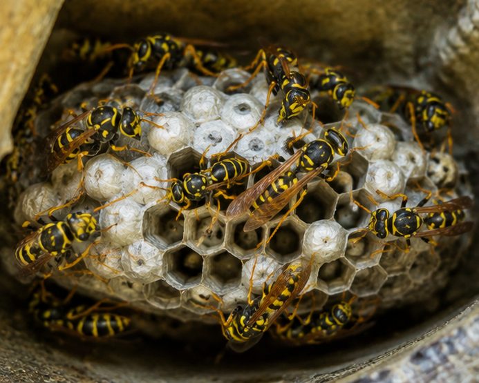 Wasp Nest Removal in Berkshire by Pest Services Berkshire