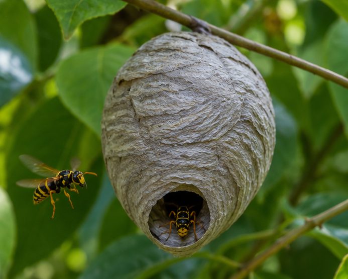 Wasp Nest Removal in Berkshire by Pest Services Berkshire