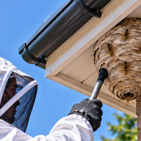 A technician in a full bee suit treating a wasp nest under a soffit with an extending lance