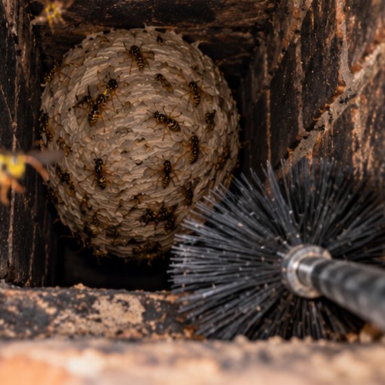 A wasp nest inside a chimney with a sweep's brush alongside it
