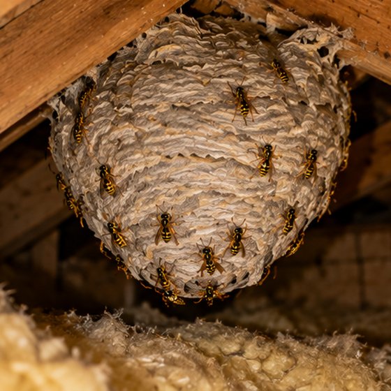 A large grey wasp nest hanging from a loft rafter