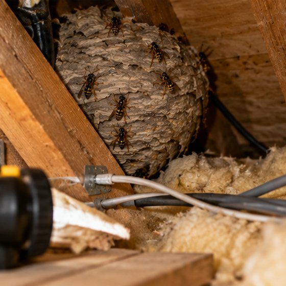 A treatment lance being used on a wasp nest in a loft space