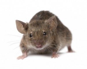 Pest Control Contracts Berkshire