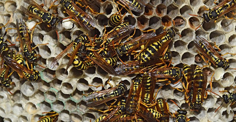 Are Wasps Dangerous? Why You Shouldn’t Ignore a Nest in Berkshire