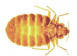 How to Identify a Bed Bug Infestation in Your Berkshire Home