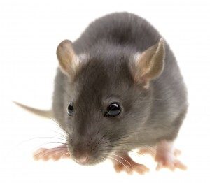 Rat control Berkshire