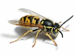Wasp Nest Removal Berkshire
