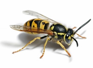 Emergency Wasp Nest Removal in Berkshire
