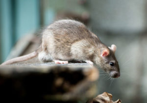 Rat Control in Berkshire