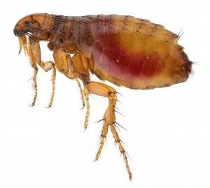 flea control reading