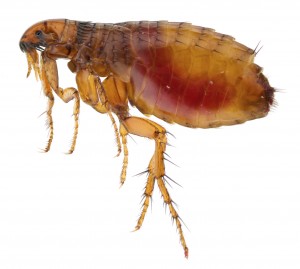 Emergency Bed Bug Treatments in Berkshire