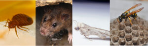 Pest Control Specialists Berkshire