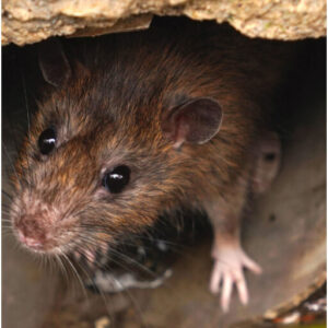 Commercial Rat Control in Reading