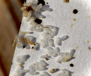 Bedbug Infestations in Hotels and Guesthouses – Newbury