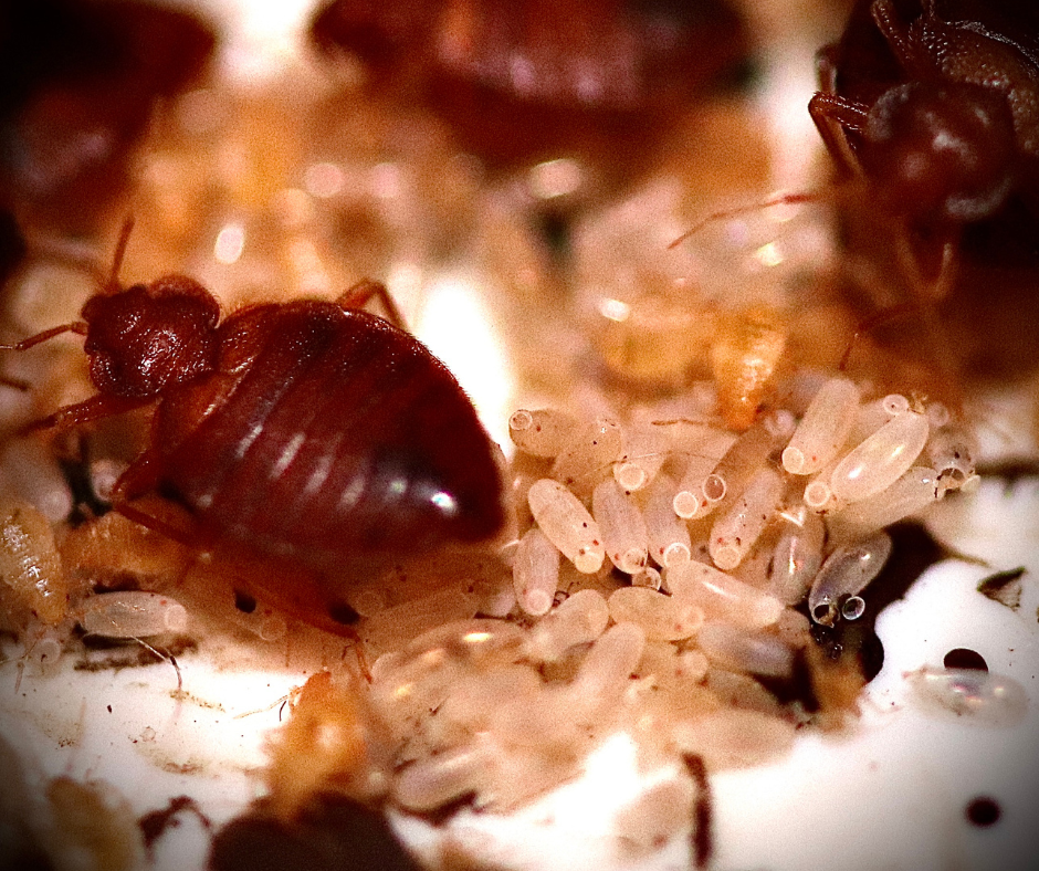 Professional Bed Bug Control in Reading