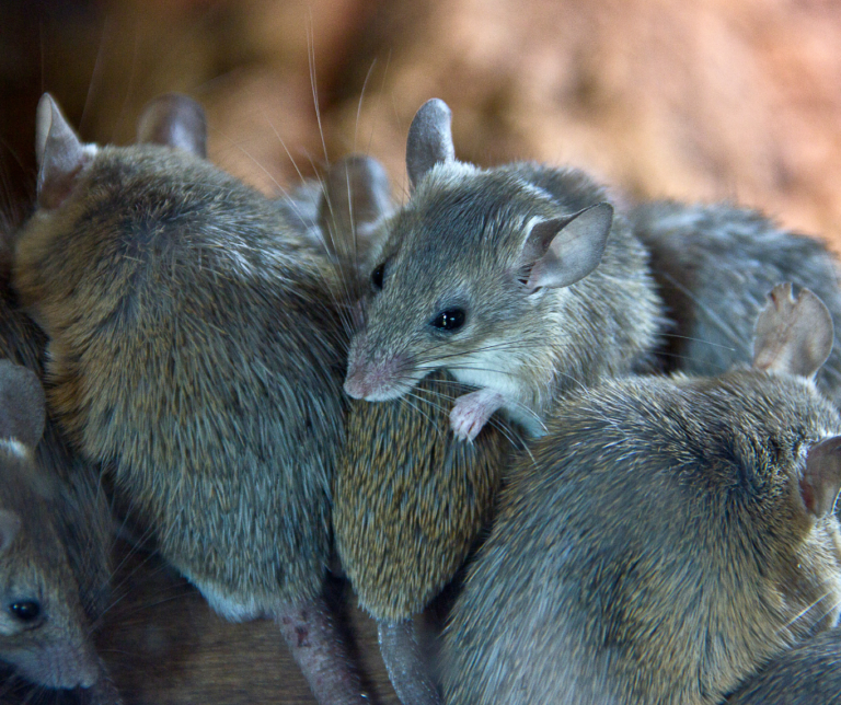 Mice Control Berkshire