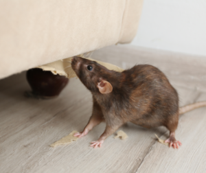 Crowthorne Trusted Rat Removal Technicians