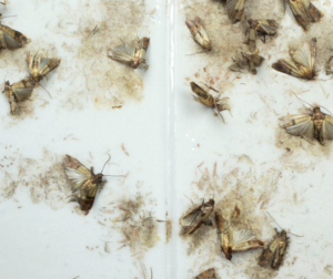 Moth Control Berkshire