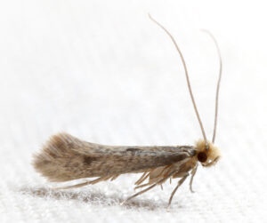 How Much is Carpet Moth Treatment in Berkshire?