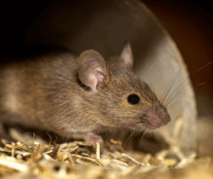 How to Spot a Rat Infestation in Hungerford & When to Call Experts
